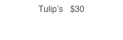 Tulip’s   $30
